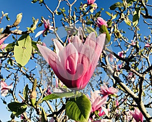 Beautiful Pink Magnolia blooming under sunshine.