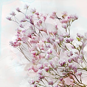 Beautiful pink magnolia branch background