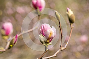 Beautiful pink magnolia bud on a bokeh background