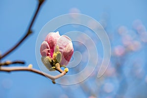 Beautiful pink magnolia bud on a bokeh background