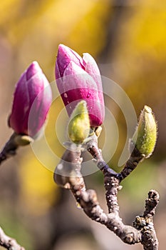 Beautiful pink magnolia bud on a bokeh background
