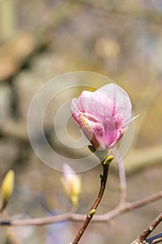Beautiful pink magnolia bud on a bokeh background