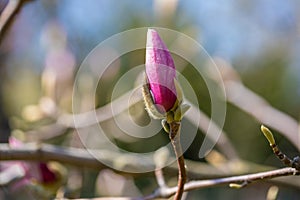 Beautiful pink magnolia bud on a bokeh background