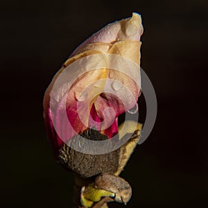 Beautiful pink magnolia bud after the rain on a dark background