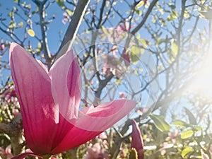 Beautiful Pink Magnolia bud under narrow sunshine.