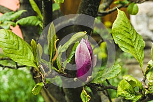 Beautiful pink Magnolia Bud with young leaves.