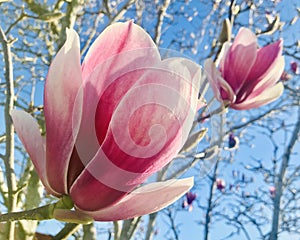 Beautiful Pink Magnolia buds under blue sky.
