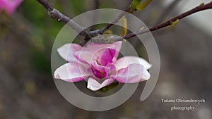 Beautiful pink magnolia flower.