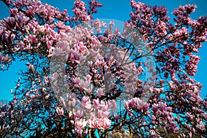 Beautiful pink magnolia flower on a branch