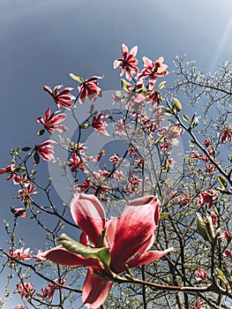 Beautiful pink magnolia flower on branch in sky. Magnolia blooming tree with tender flowers in botanical garden at spring. Phone