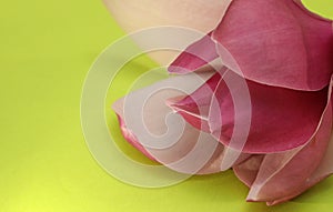 Beautiful pink Magnolia flower petals against green