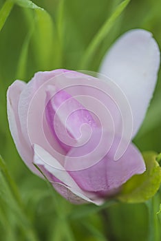 Beautiful pink magnolia flower with waterdrops