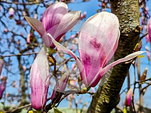 Beautiful pink magnolia flowers.