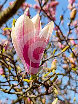 Beautiful pink magnolia flowers blooming.