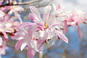 Beautiful pink magnolia flowers on a bright blue sky background. Blossoming of magnolia tree on a sunny spring day