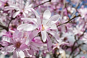 Beautiful pink magnolia flowers on a bright blue sky background. Blossoming of magnolia tree on a sunny spring day