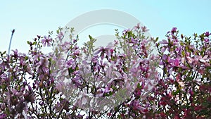 Beautiful pink magnolia flowers on a tree in the spring season. High quality FullHD footage