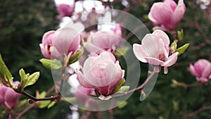 Beautiful pink magnolia flowers on a tree in the spring season. High quality FullHD footage