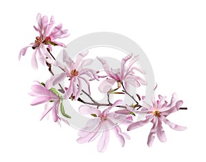 Beautiful pink magnolia flowers on white background