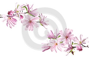 Beautiful pink magnolia flowers on white background