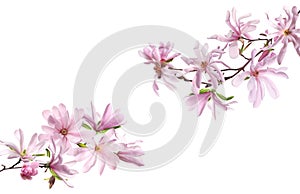 Beautiful pink magnolia flowers on white background