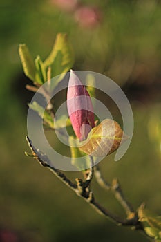 beautiful pink magnolia grows in the garden in spring