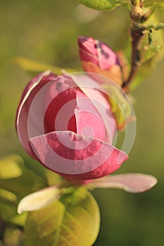 beautiful pink magnolia grows in the garden in spring