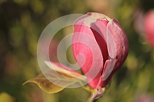 beautiful pink magnolia grows in the garden in spring