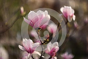 Beautiful pink Magnolia soulangeana flowers on a tree. In the spring garden, Magnolia blooms with the scent of tulips. Blooming Ma