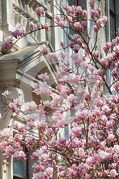 Beautiful pink Magnolia soulangeana flowers on a tree. In the spring garden, Magnolia blooms with the scent of tulips. Blooming Ma