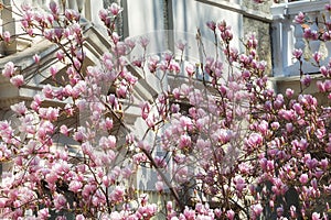 Beautiful pink Magnolia soulangeana flowers on a tree. In the spring garden, Magnolia blooms with the scent of tulips. Blooming Ma