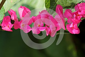 Beautiful pink mexican creeper flower