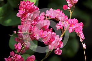 Beautiful pink mexican creeper flower