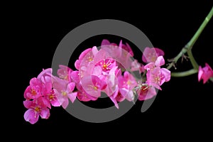 Beautiful pink mexican creeper flower on black background