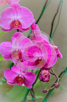 Beautiful pink moth orchids (Phalaenopsis) flowers in the garden