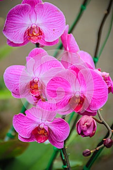 Beautiful pink moth orchids (Phalaenopsis) flowers in the garden