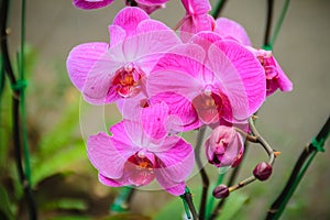 Beautiful pink moth orchids (Phalaenopsis) flowers in the garden