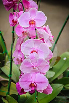 Beautiful pink moth orchids (Phalaenopsis) flowers in the garden