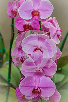 Beautiful pink moth orchids (Phalaenopsis) flowers in the garden