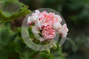 Beautiful pink muscat geraniums flower with green background in the garden. Selective focus. Close up. Blurred