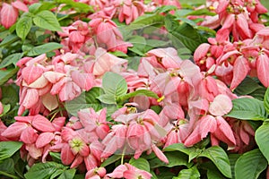 Beautiful pink Mussaenda flower at shallow DOF