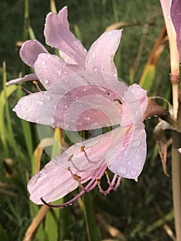 Beautiful Pink Naked Lady Amaryllis belladonna Lily Covered in Dew