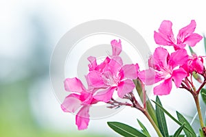 Beautiful pink oleander