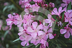 Beautiful pink oleander bush