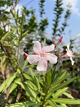 beautiful pink Oleander flowers in the garden