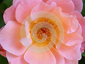 Closeup beautiful pink and orange colored rose flower