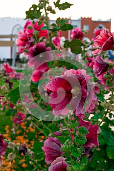 beautiful pink and orange flowers isolated in sunny day, blue sky, green grass.Flower decoration