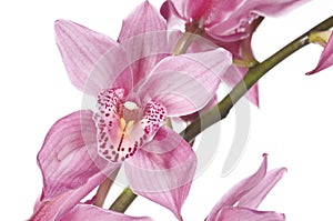 Beautiful pink orchid photo