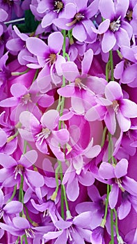Beautiful pink orchid background