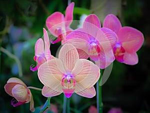 Beautiful pink orchid  on a branch with blurry green background in flower garden.Selective focus